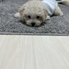 小さいころのおもち