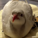【アルビノイワシャコ】里親募集(一旦募集停止)