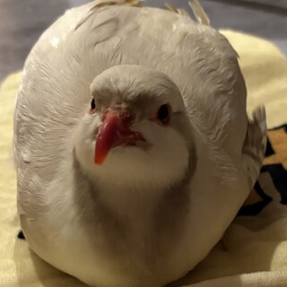 【アルビノイワシャコ】里親募集(一旦募集停止)