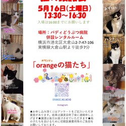 orangeの猫たちの譲渡会in大倉山