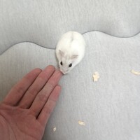 ましろちゃん