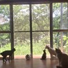 きのはな0726 さん