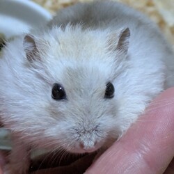 タヌキ