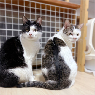 ヒマラヤンMIXの保護猫里親募集情報【掲載順】 :: ペットのおうち