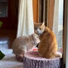 お腹お膝の上が大好き♡落ちつきのある可愛い子♡ サムネイル7