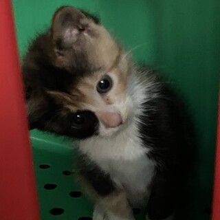 ヒマラヤンMIXの保護猫里親募集情報【掲載順】 :: ペットのおうち