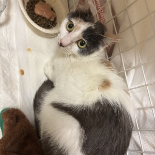 ヒマラヤンMIXの保護猫里親募集情報【掲載順】 :: ペットのおうち