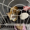お腹お膝の上が大好き♡落ちつきのある可愛い子♡ サムネイル4