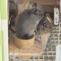 仲良しデグーメス2匹