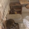 仲良しデグーメス2匹 サムネイル2