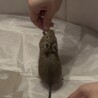 仲良しデグーメス2匹 サムネイル3