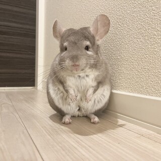 チンチラ　シナモン