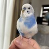 そらぽよ