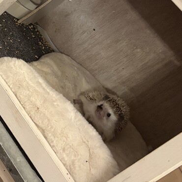 Ponちゃん