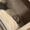Ponちゃん