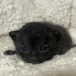 子猫の里親様募集中