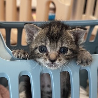キジトラ　つつじくん　トライアル決定しました