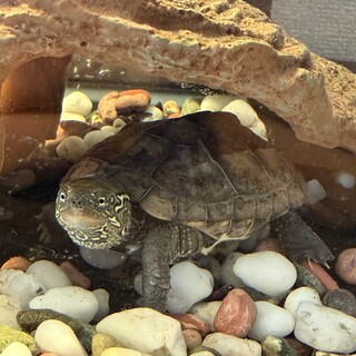 クサガメの里親を探してます。