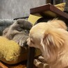 うちのこ17 さん