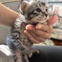 子猫をボンネットから救出しました！
