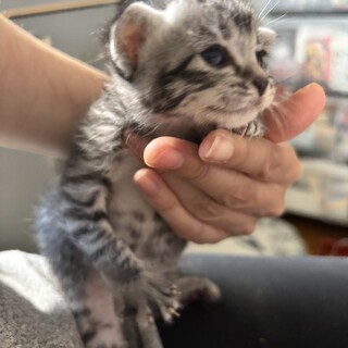 子猫をボンネットから救出しました！