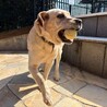 甘えん坊なシュレンくん サムネイル3