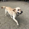 甘えん坊なシュレンくん サムネイル4