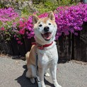 笑顔が素敵なりんくん