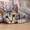慎重派ソルベちゃん！