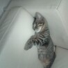 の写真