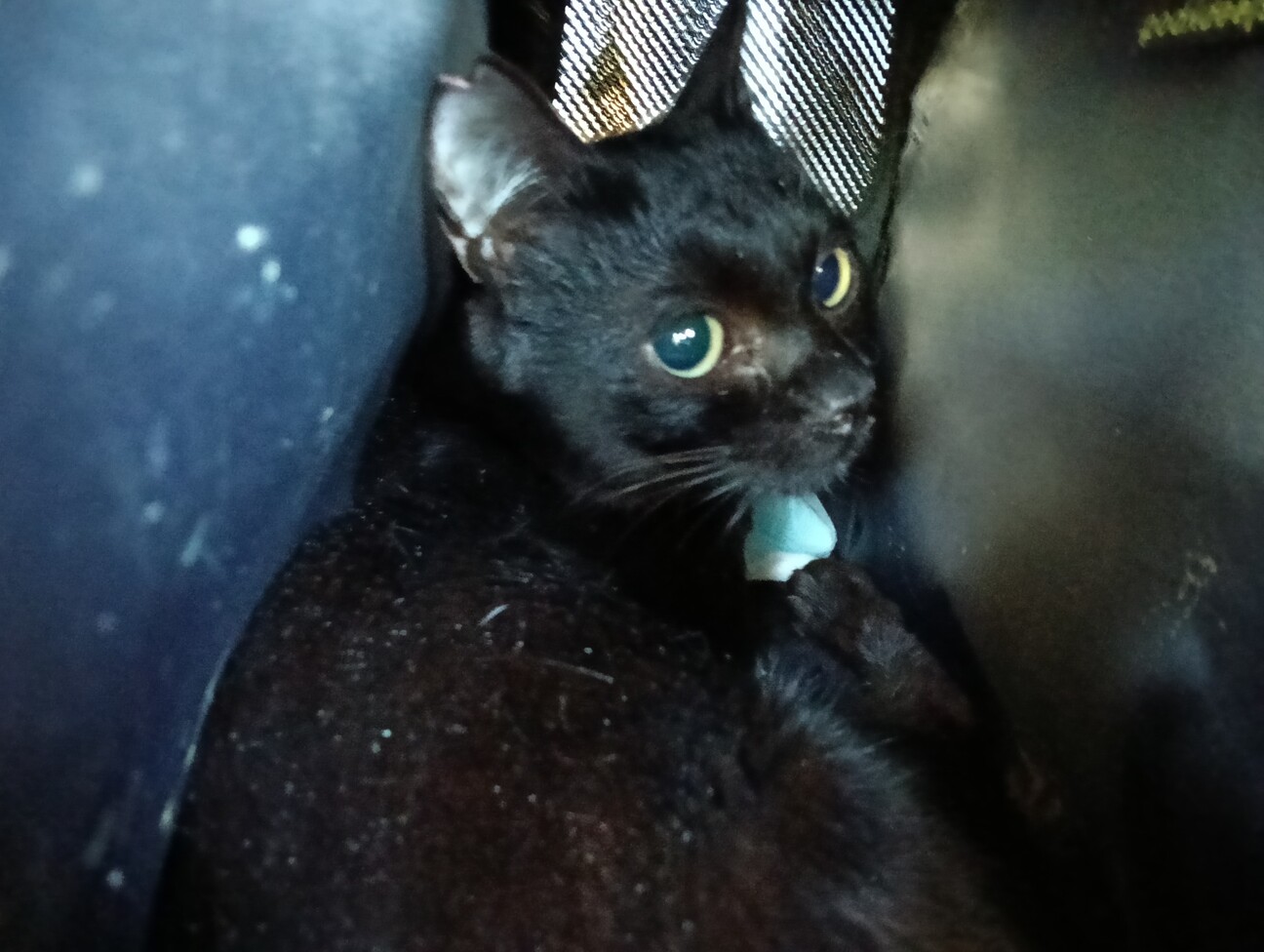 甘えん坊 スリム な黒猫」東京都 - 猫の里親募集(540086) :: ペット