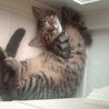 の写真