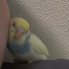 かるまりるきお