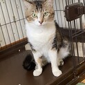 【一時停止】イケにゃん★ジャスミン君3歳