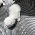 山に捨てられていた子猫たち