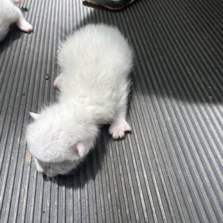 山に捨てられていた子猫たち