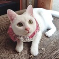 真っ白かりんちゃん
