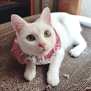 真っ白かりんちゃん
