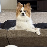 ロワ
