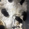 キンハム(黒色)　生後21日 サムネイル2
