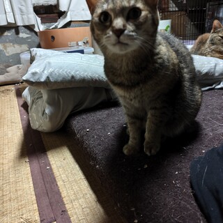 里親募集（麦わら、ボブテイル）