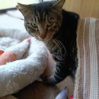一匹飼いに。黒キジ君2歳。ナデナデ大好きっ子　