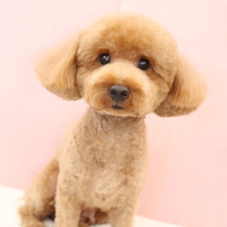 トイ・プードル × メス」保護犬の里親募集情報 :: ペットのおうち