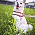 【柴犬】推定3歳くらい♀白鶴ちゃん