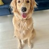 茶々丸！