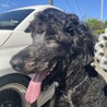里親さん決まりました。 サムネイル3