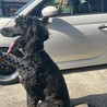里親さん決まりました。 サムネイル7