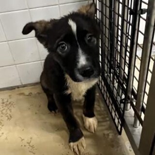 まだ幼い子犬　収容期限5月15日朝まで