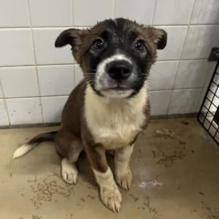 まだ幼い子犬　収容期限3月15日朝まで