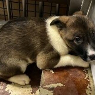 まだ幼い子犬　収容期限3月15日朝まで
